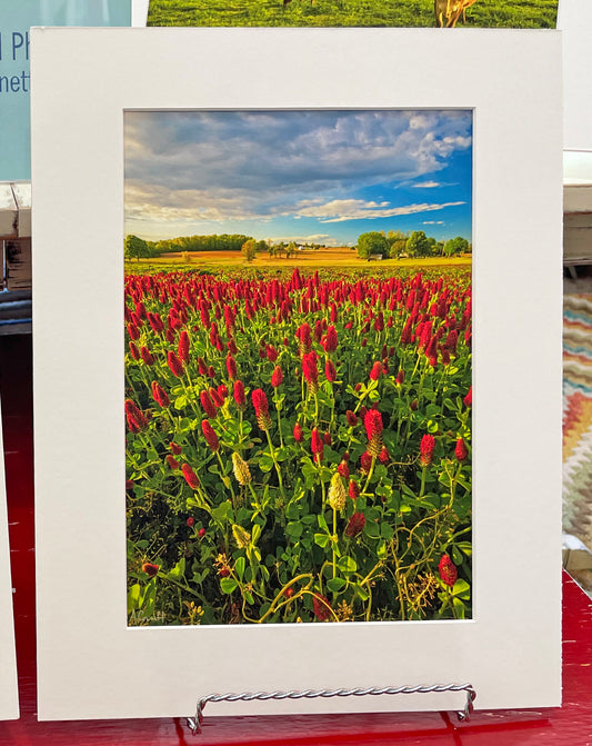 "Red Clover White Trio" floral landscape photograph